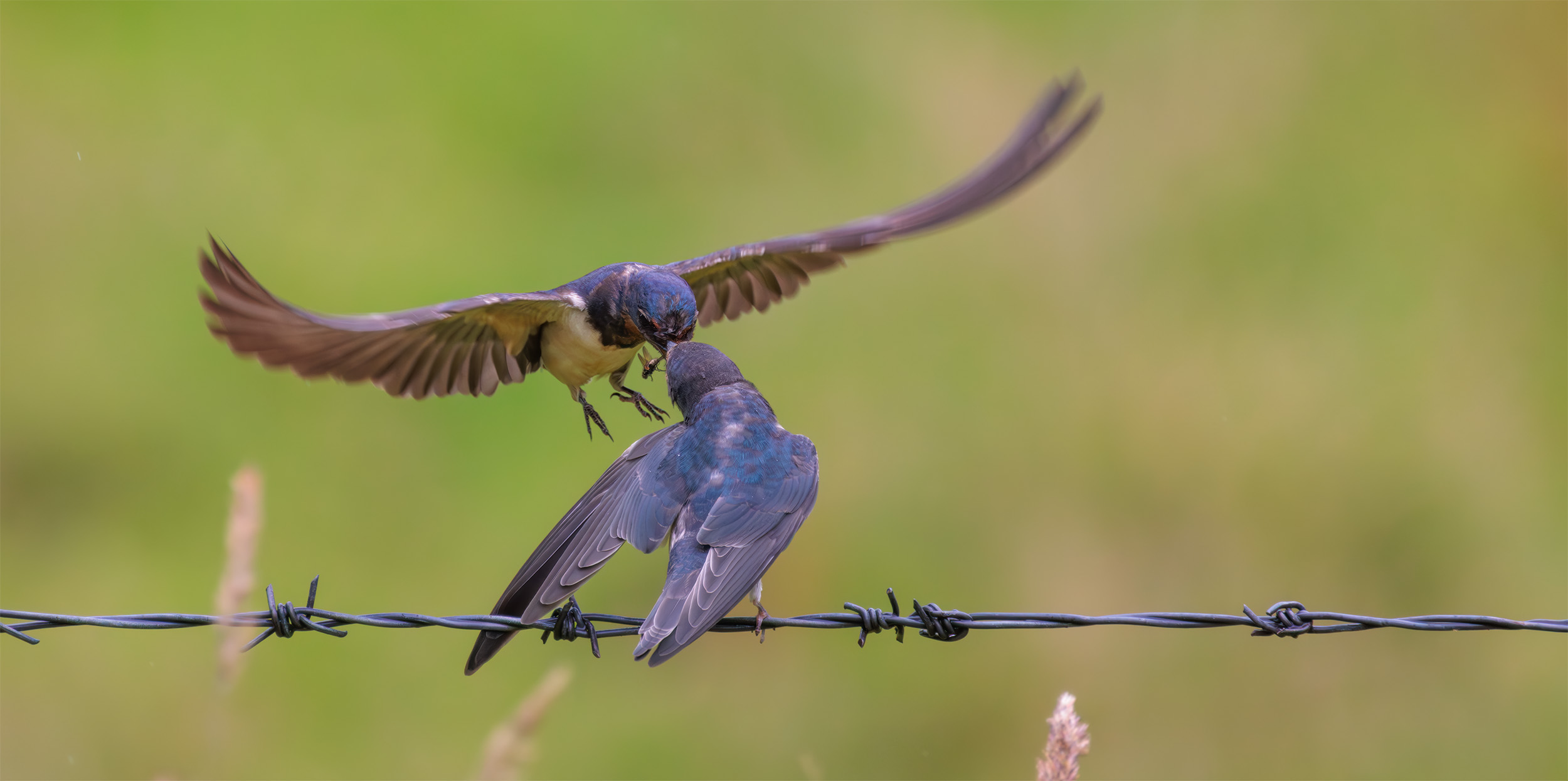 Hirundo rustica swallow scotland feeding young